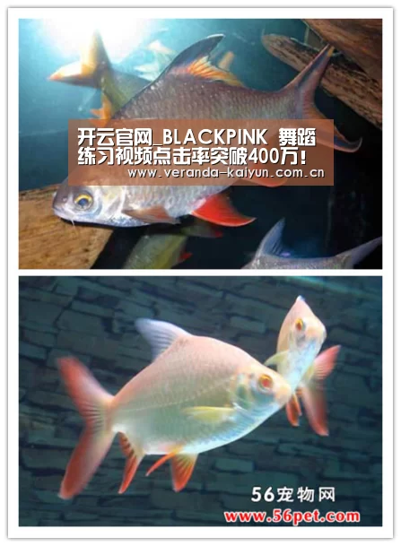 开云官方入口